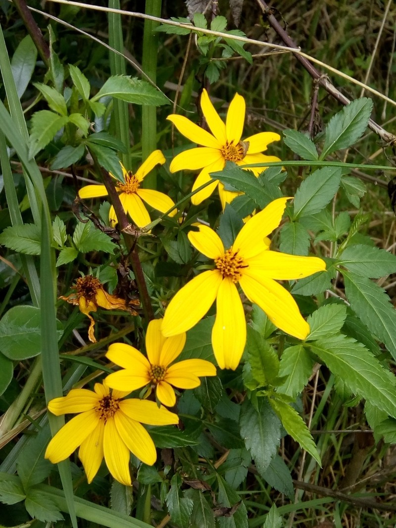 Bidens rubifolia