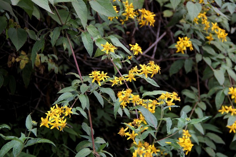 Bidens rubifolia photo 2