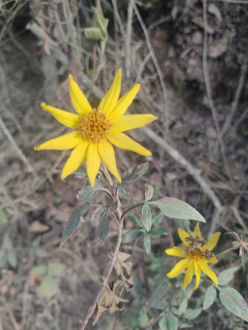 Bidens rubifolia photo 3
