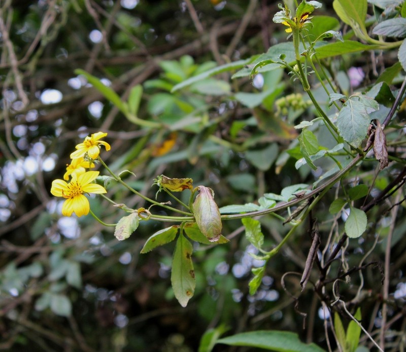 Bidens rubifolia photo 4