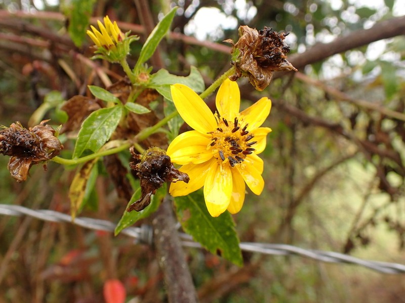 Bidens rubifolia photo 5