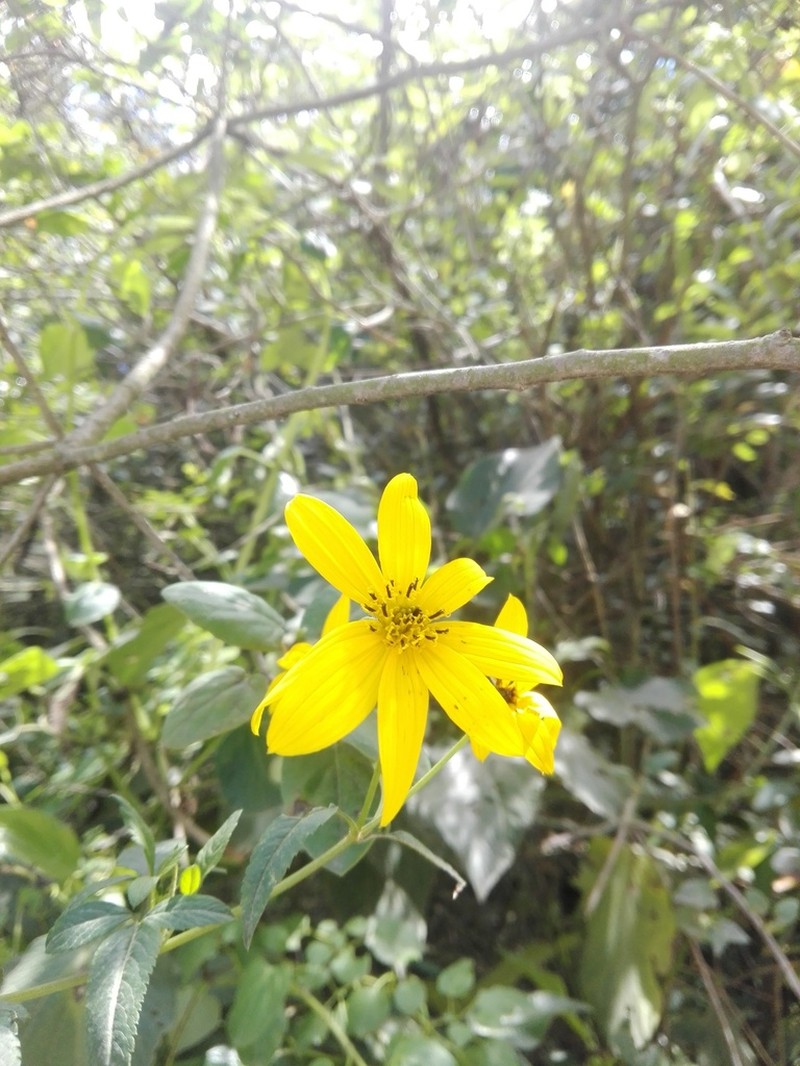 Bidens rubifolia photo 6