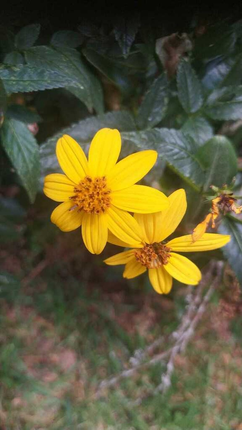 Bidens rubifolia photo 7