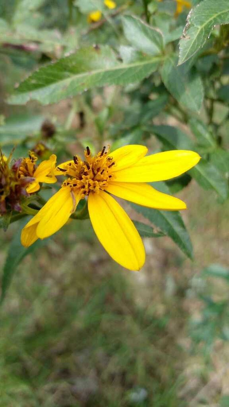 Bidens rubifolia photo 8