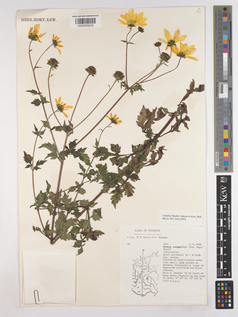 Bidens rueppellii