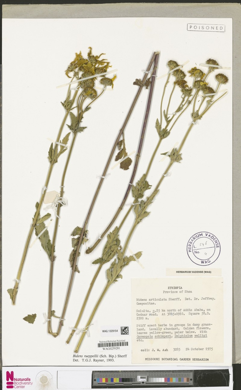 Bidens rueppellii photo 2
