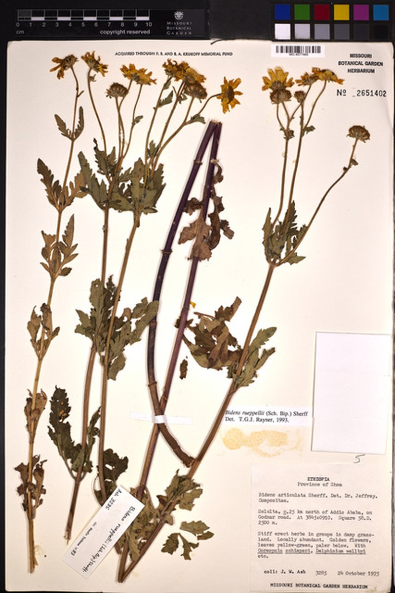 Bidens rueppellii photo 3