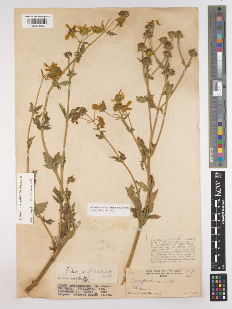 Bidens rueppellii photo 4