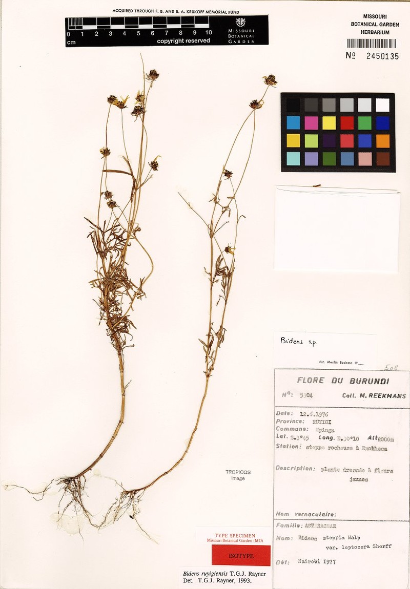 Bidens ruyigiensis