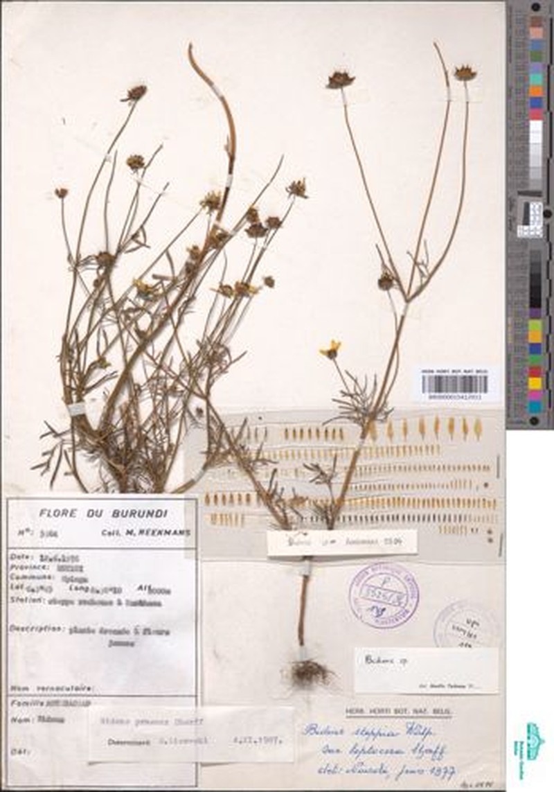 Bidens ruyigiensis photo 2