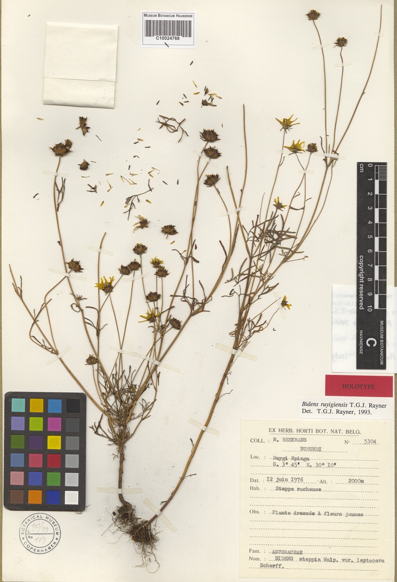 Bidens ruyigiensis photo 3