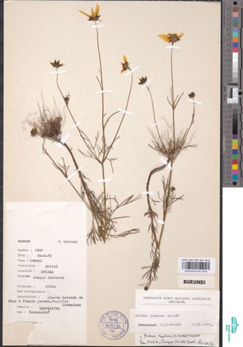 Bidens ruyigiensis photo 4