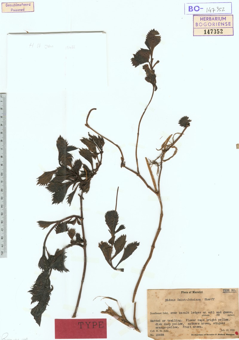 Bidens saint-johniana