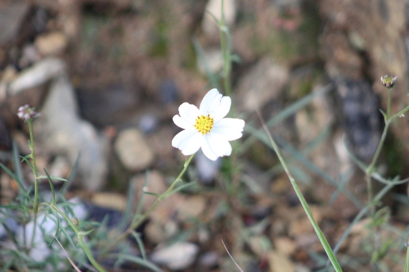 Bidens saltillensis