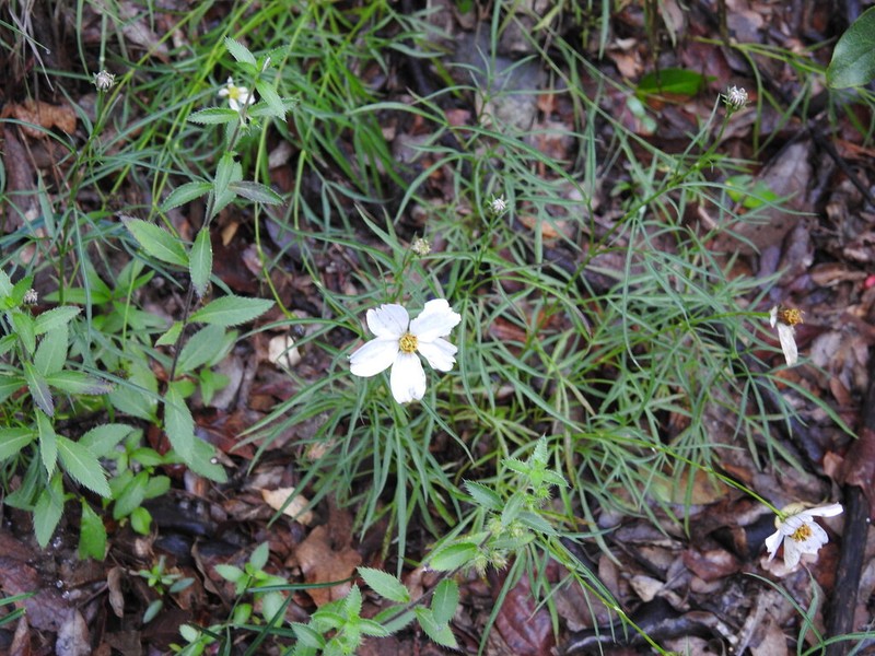 Bidens saltillensis photo 2