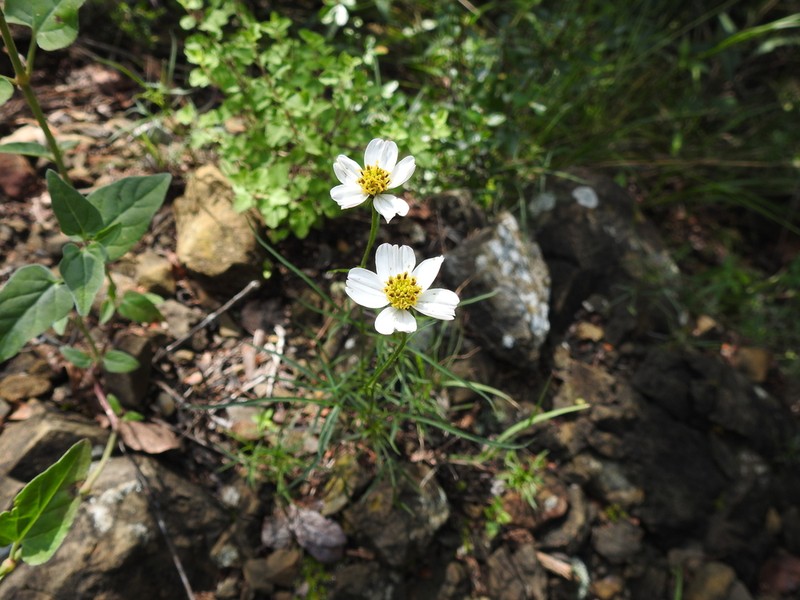 Bidens saltillensis photo 3