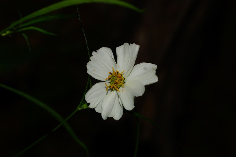 Bidens saltillensis photo 6