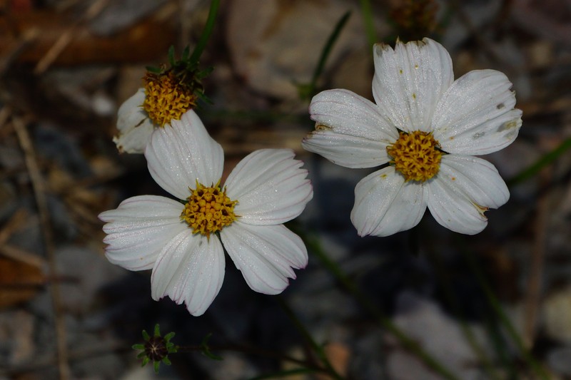 Bidens saltillensis photo 7