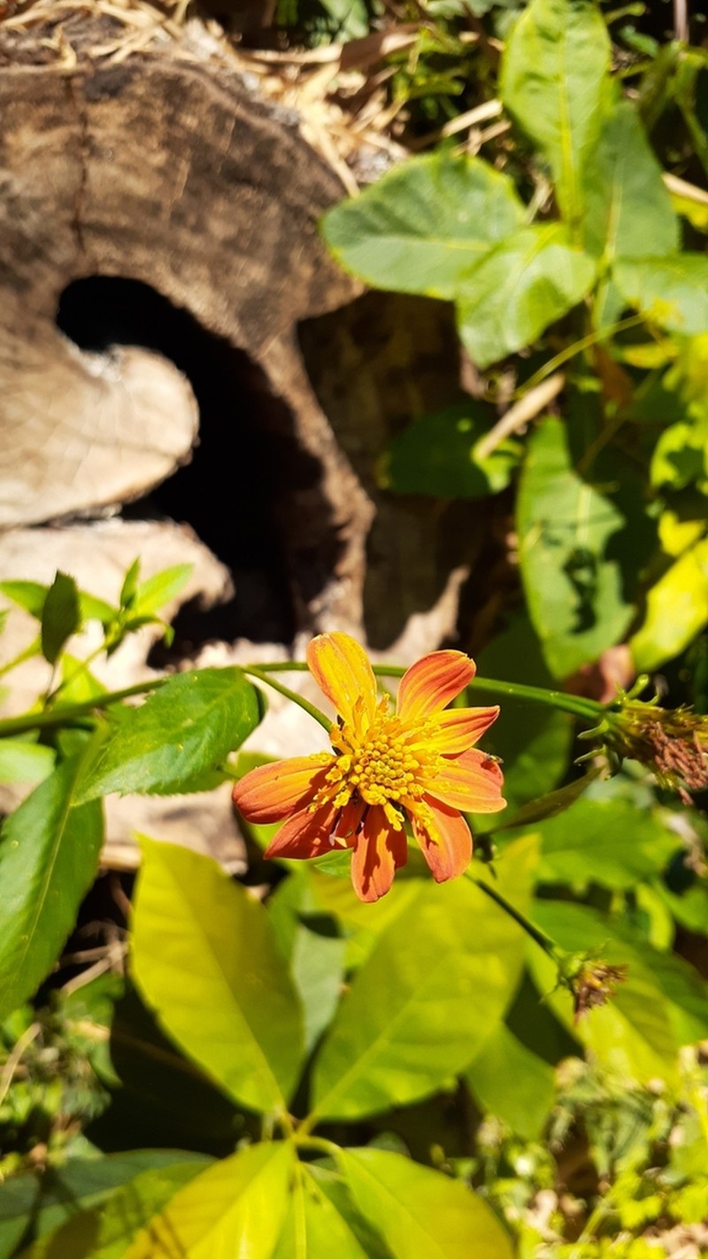 Bidens sambucifolia