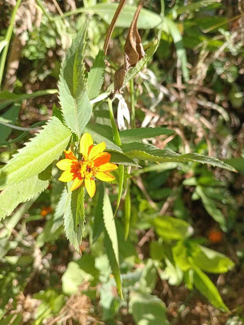 Bidens sambucifolia photo 2