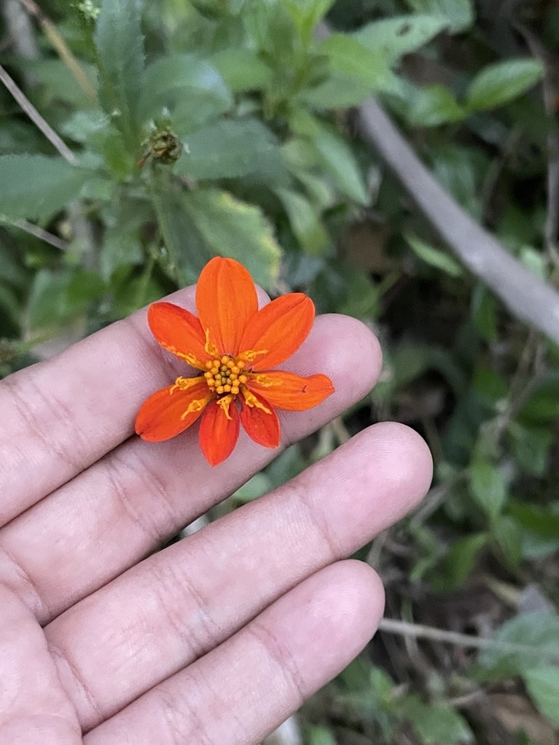 Bidens sambucifolia photo 3