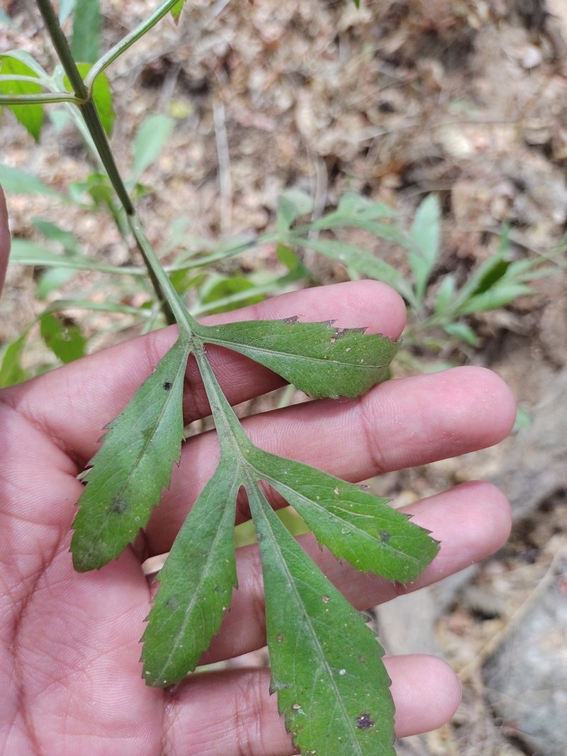 Bidens sambucifolia photo 4