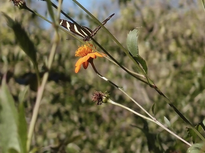 Bidens sambucifolia photo 5