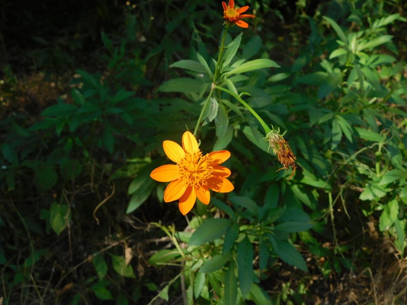 Bidens sambucifolia photo 6