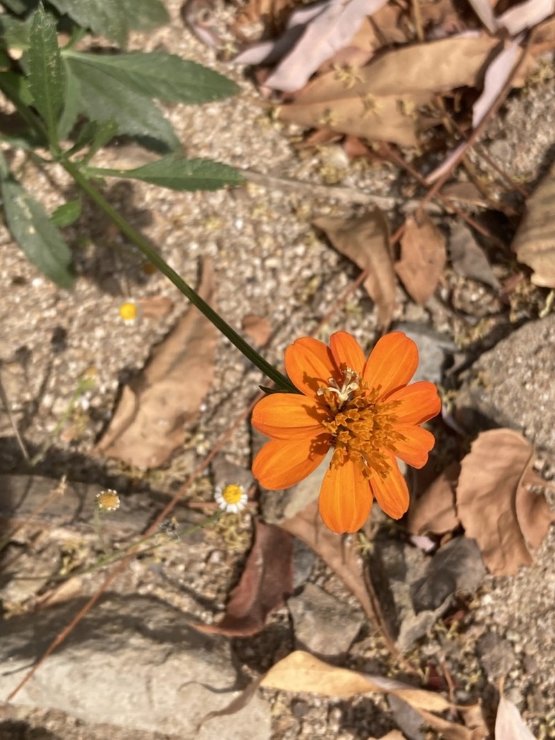 Bidens sambucifolia photo 7