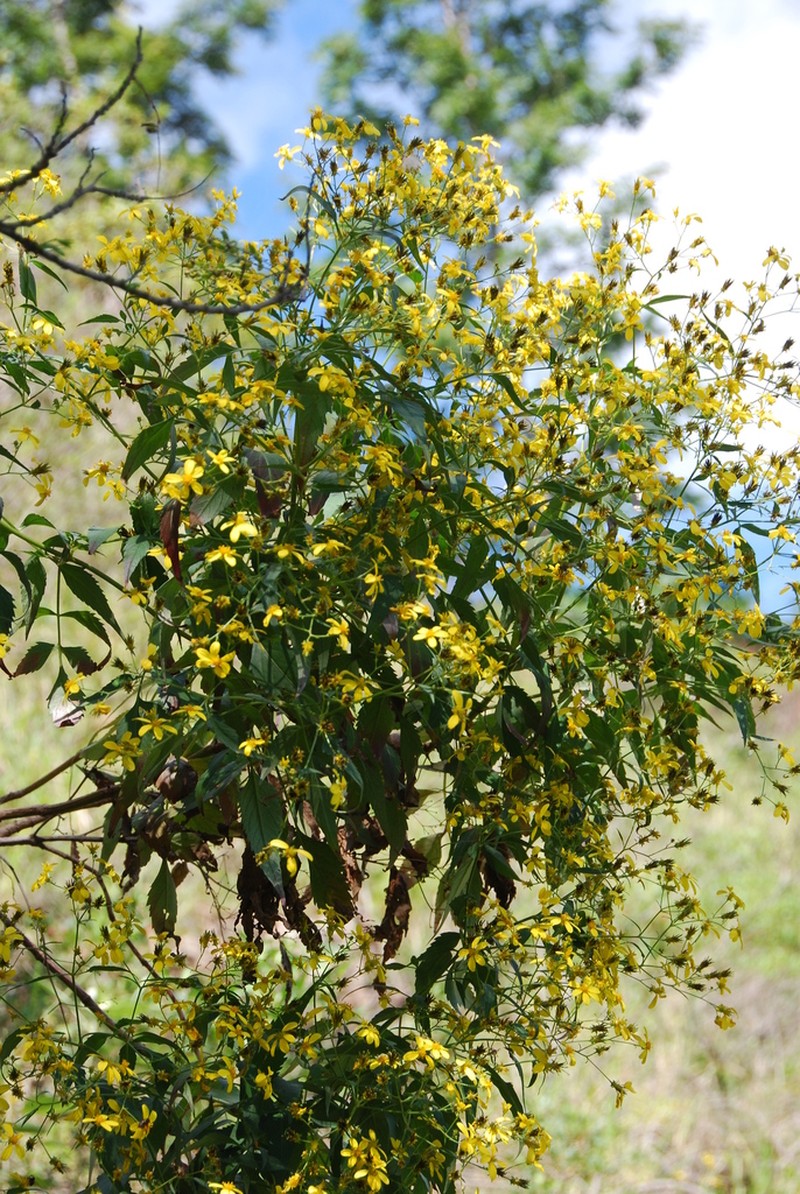 Shrubland Beggarticks