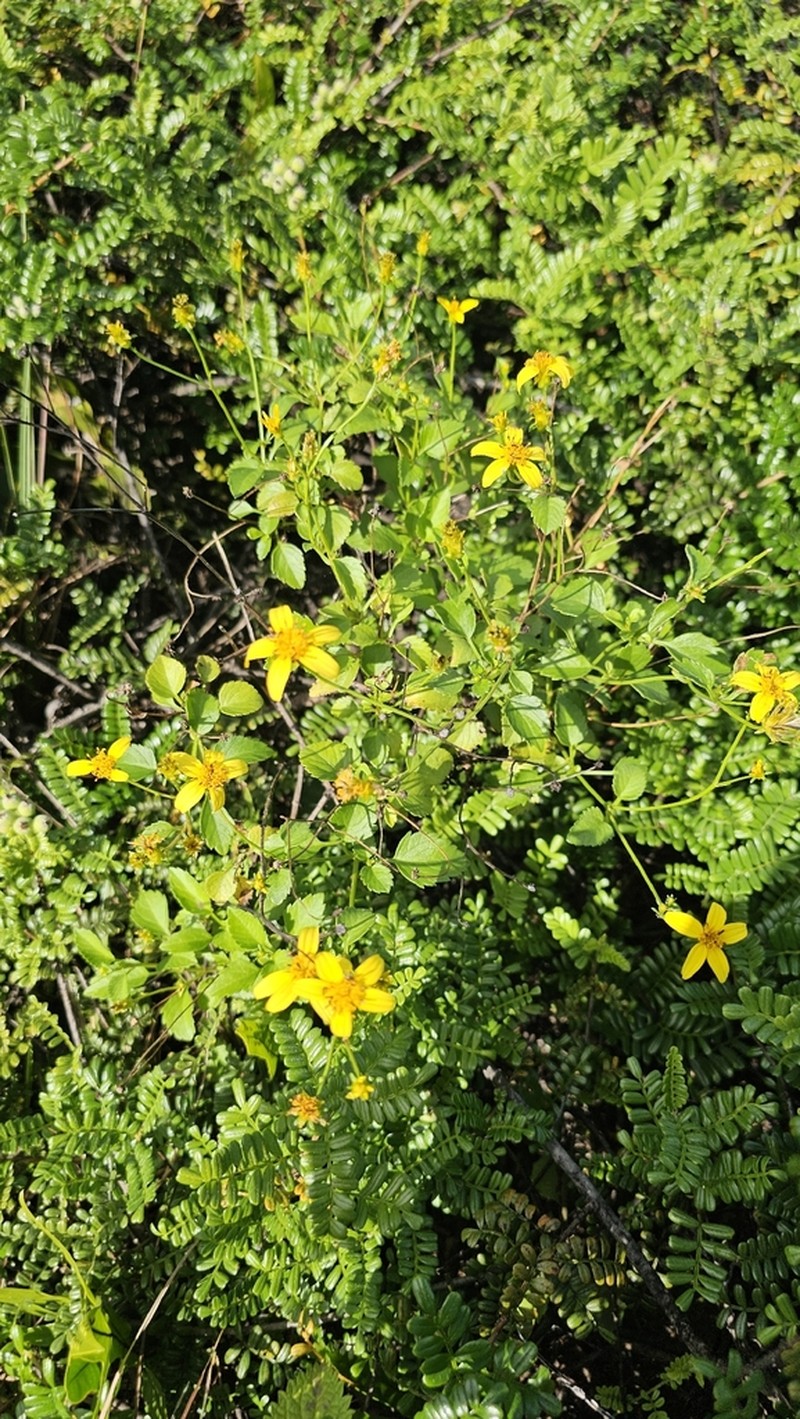Shrubland Beggarticks photo 4