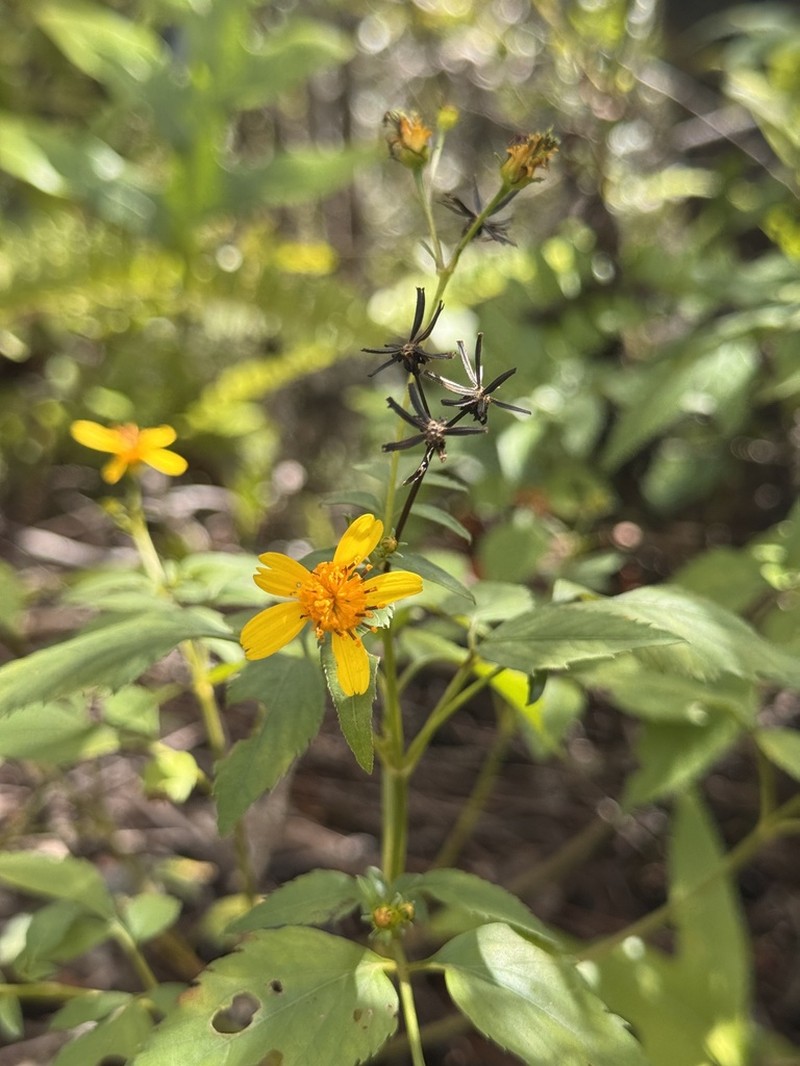 Shrubland Beggarticks photo 6