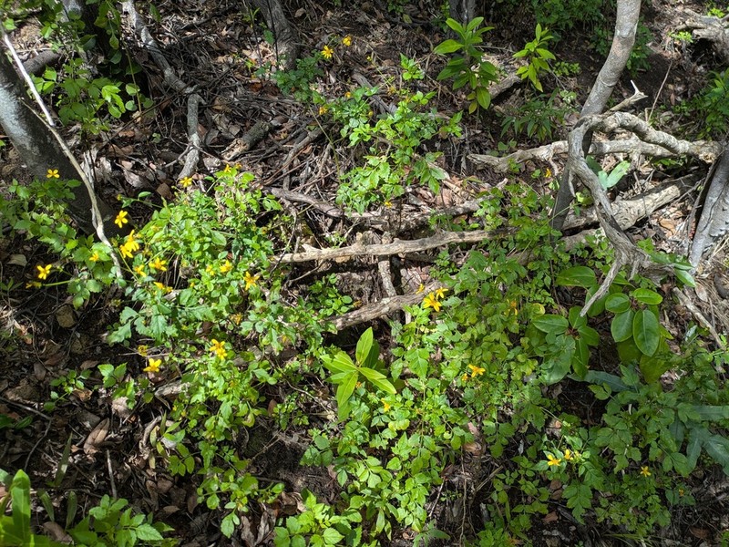Shrubland Beggarticks photo 8