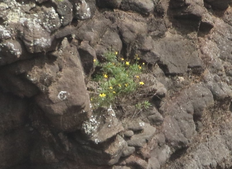 Bidens sandvicensis subsp. confusa