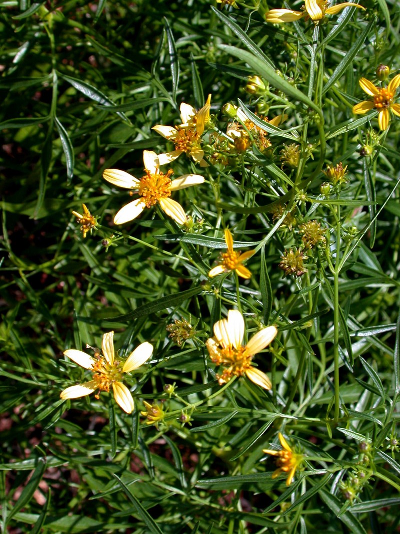 Bidens sandvicensis subsp. confusa photo 2