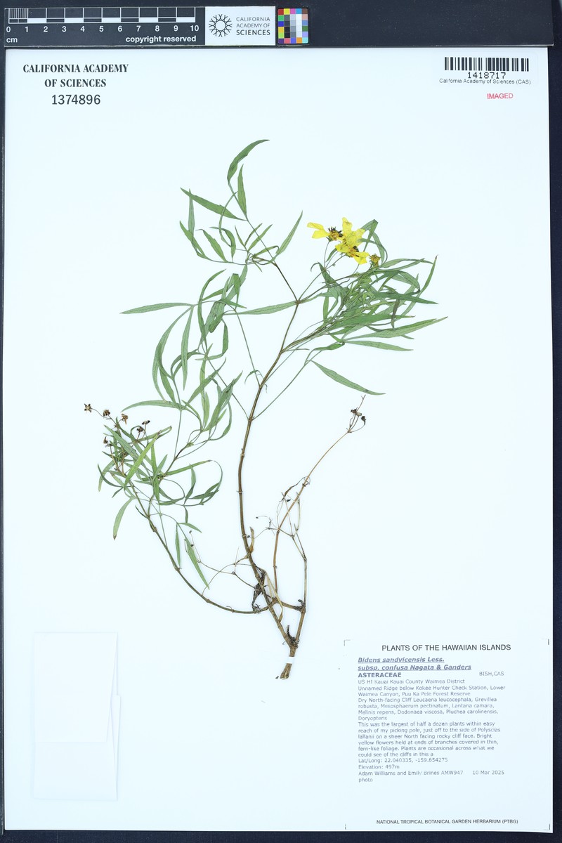 Bidens sandvicensis subsp. confusa photo 3