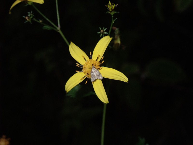 Bidens sandvicensis subsp. sandvicensis