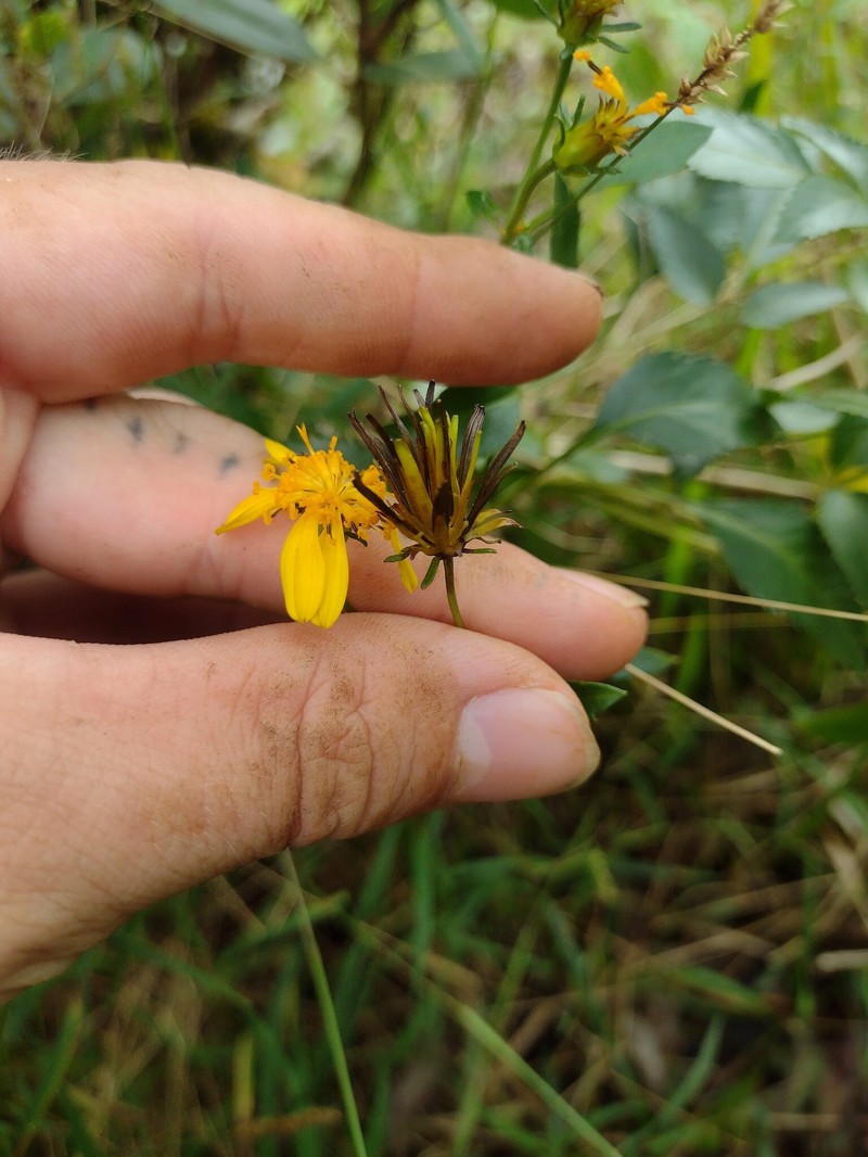 Bidens sandvicensis subsp. sandvicensis photo 2