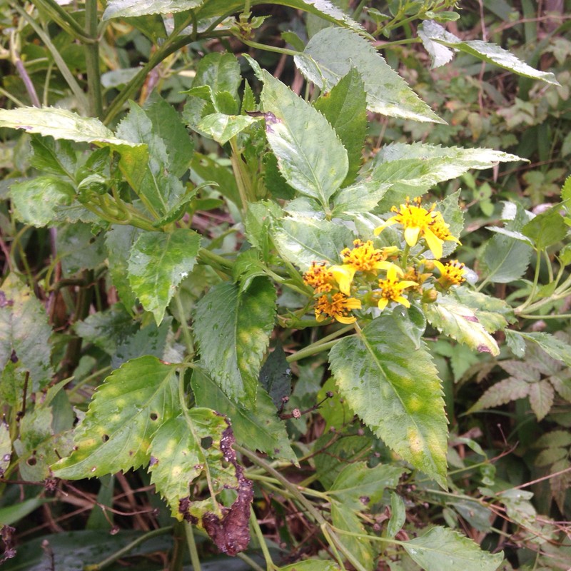 Bidens sandvicensis subsp. sandvicensis photo 3