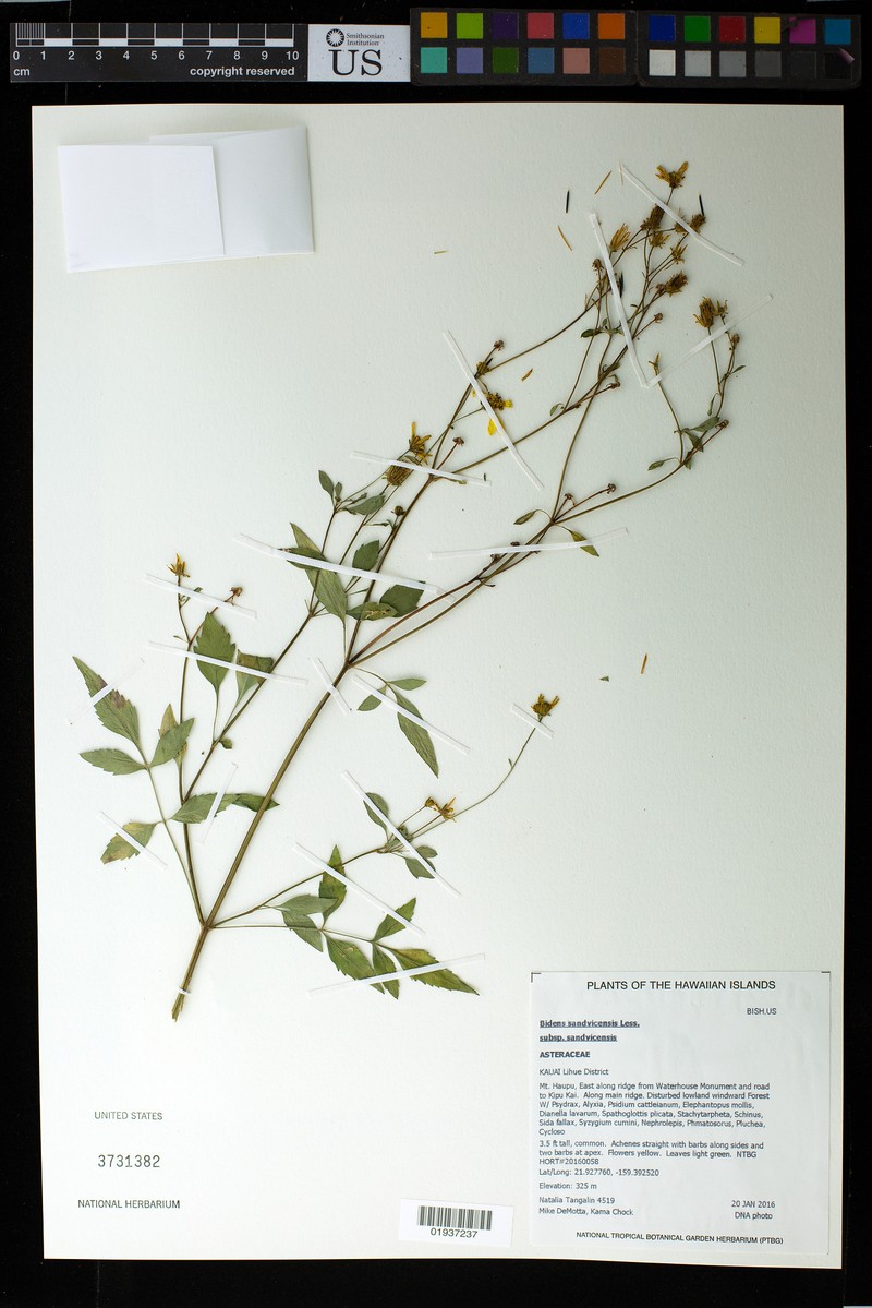 Bidens sandvicensis subsp. sandvicensis photo 4