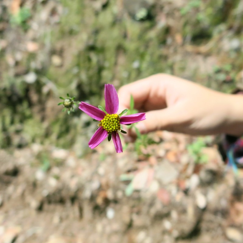 Bidens schaffneri