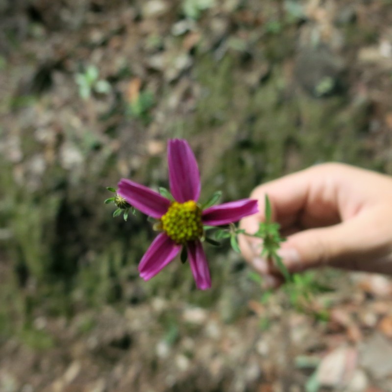 Bidens schaffneri photo 2