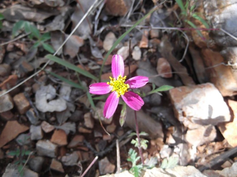 Bidens schaffneri photo 3