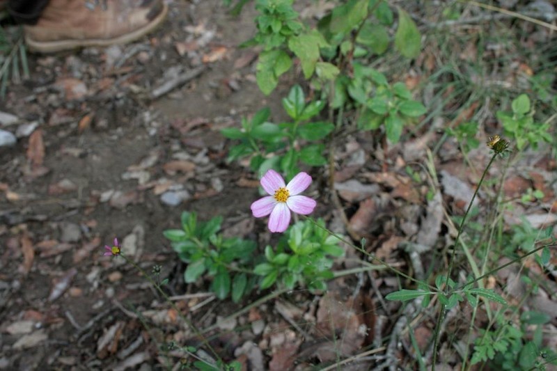 Bidens schaffneri photo 5