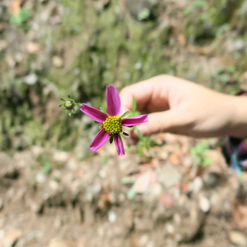 Bidens schaffneri photo 6