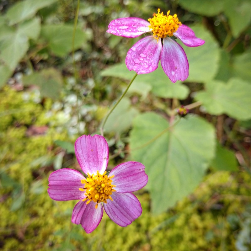 Bidens schaffneri photo 8