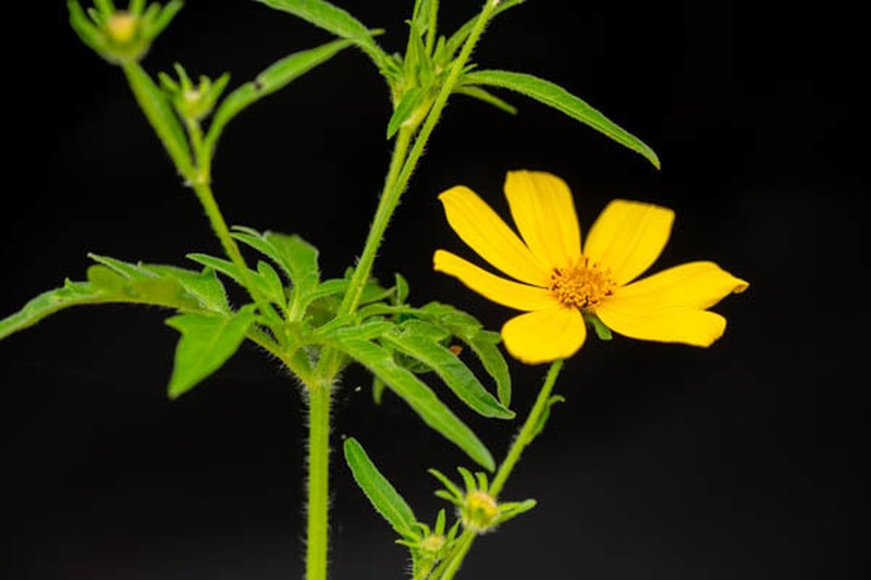 Bidens schimperi