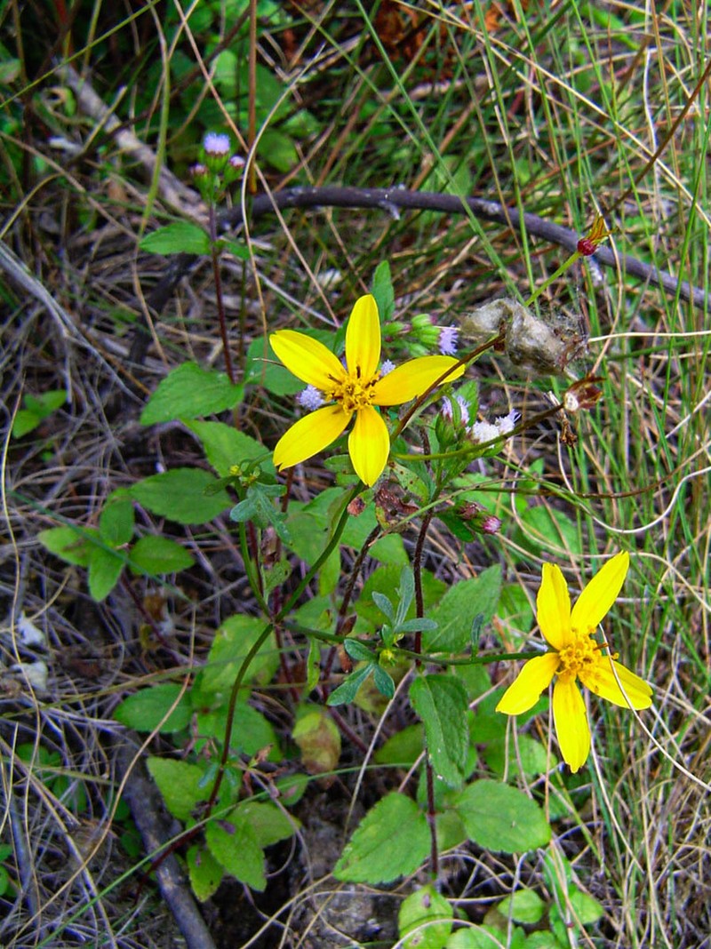 Bidens schimperi photo 2