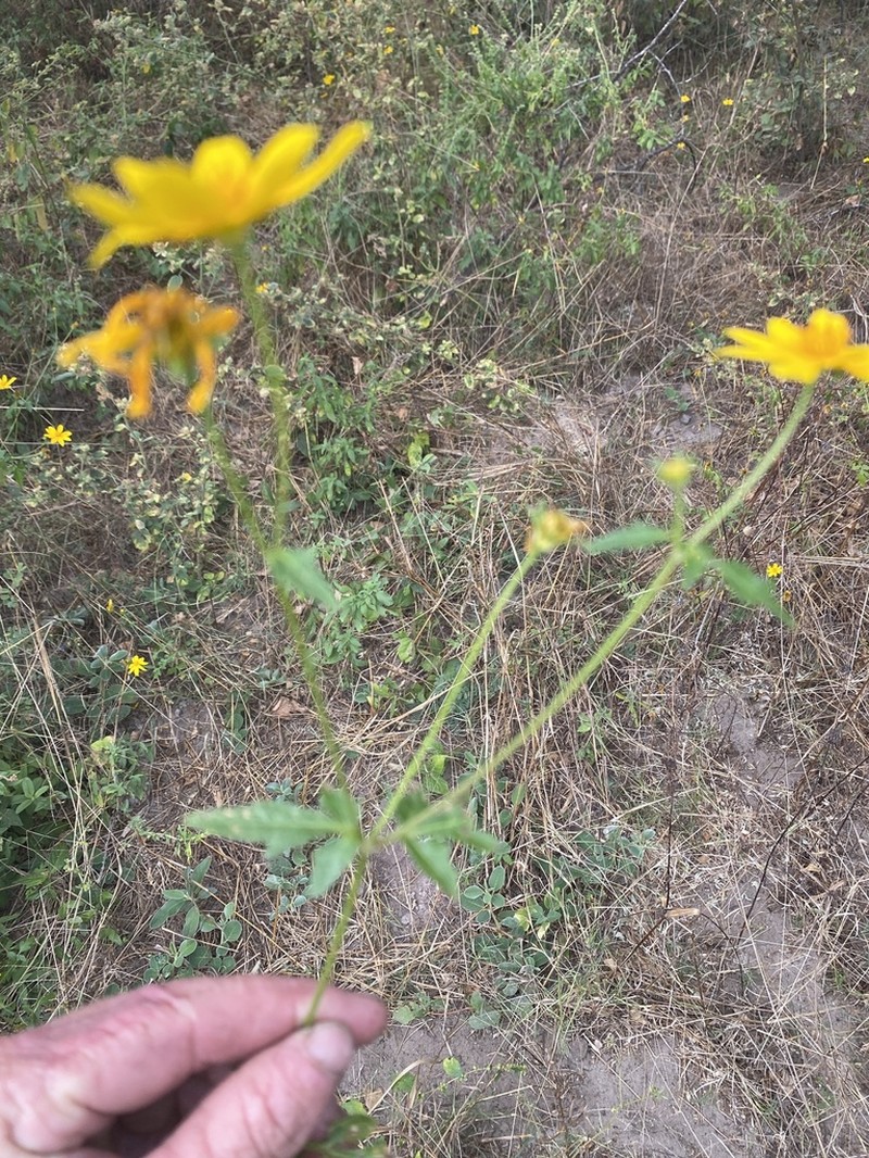 Bidens schimperi photo 3