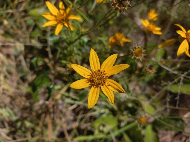 Bidens schimperi photo 4